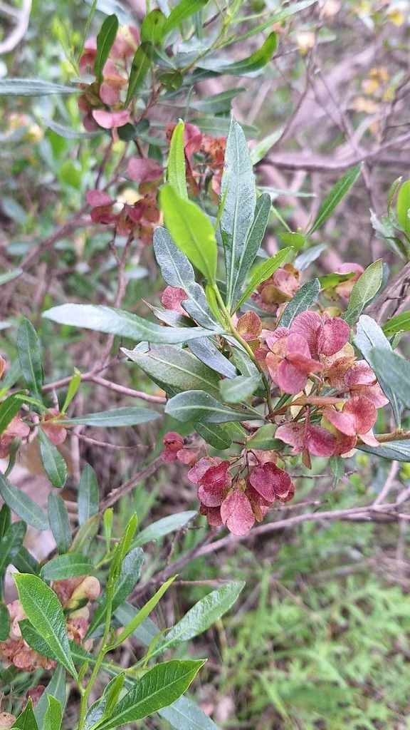 Dodonaea Viscosa