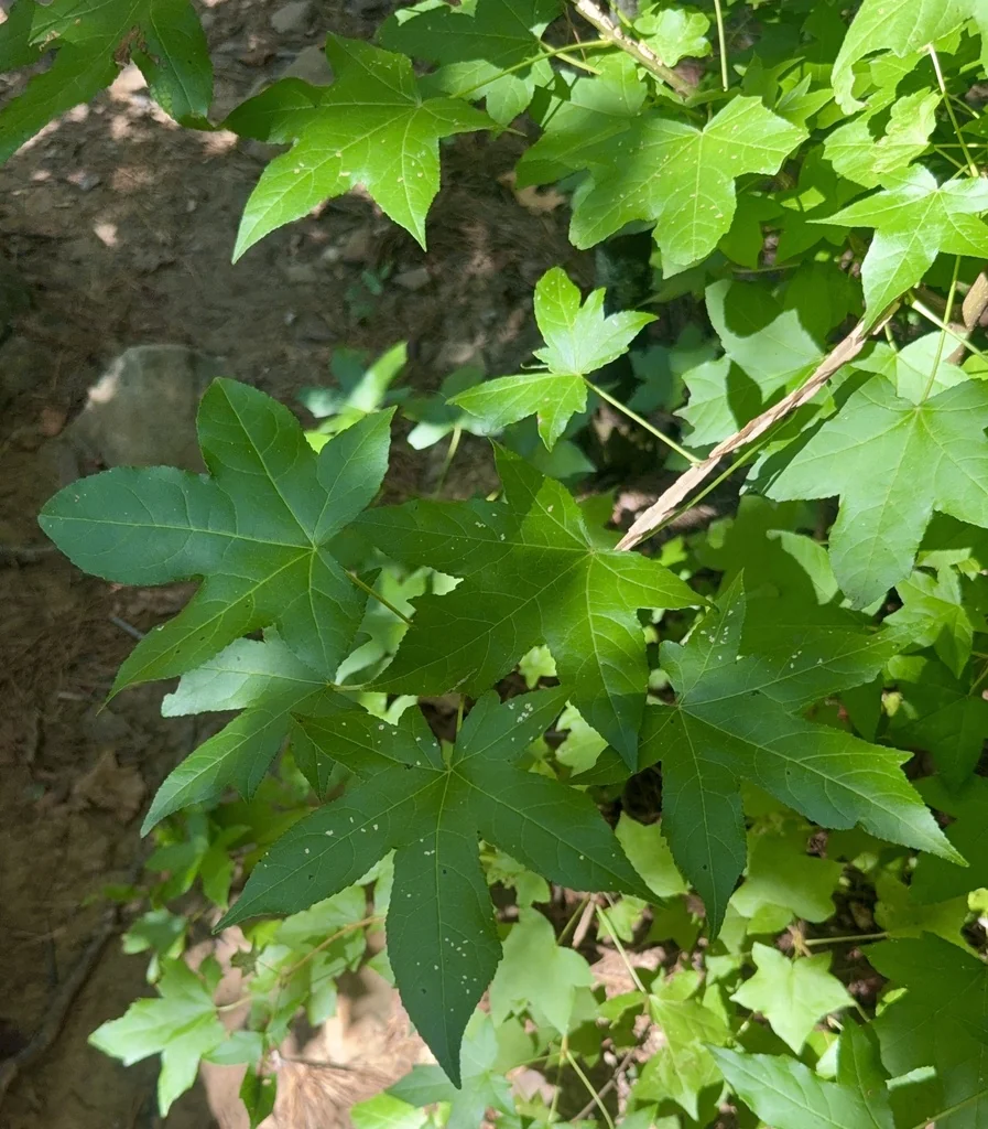 Liquidambar Styraciflua