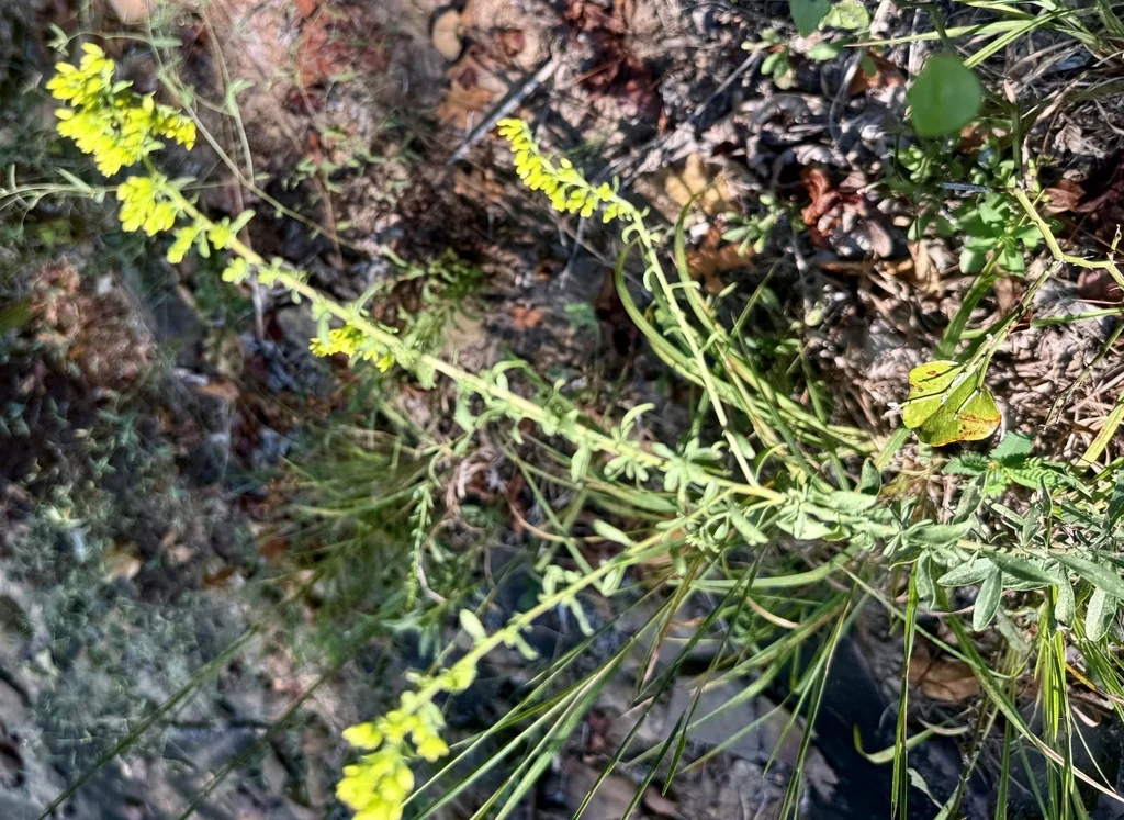 Solidago Nemoralis