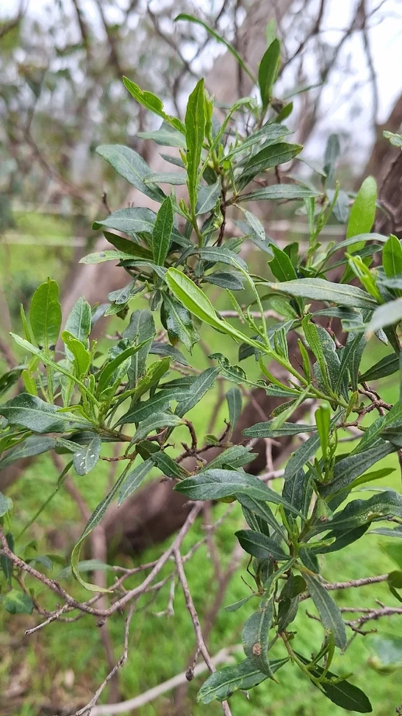 Dodonaea Viscosa