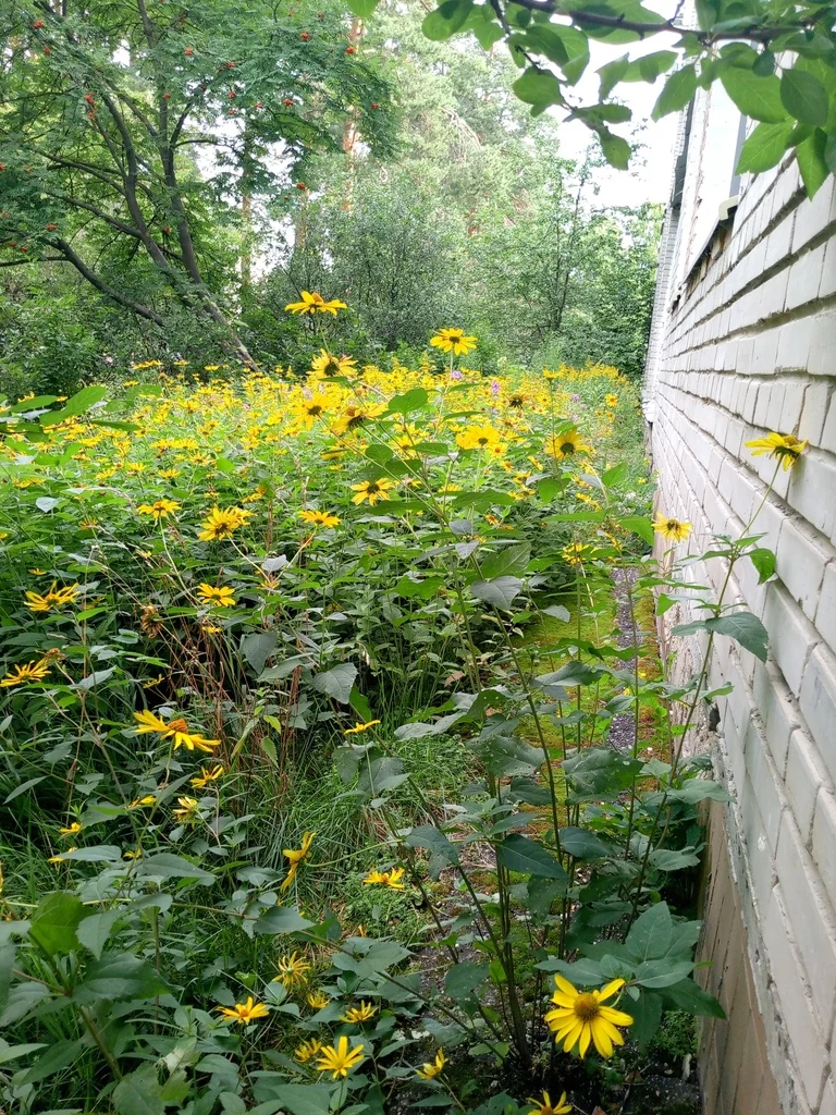 Heliopsis helianthoides