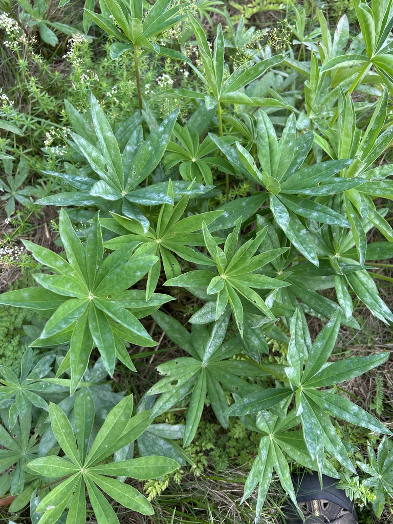 Lupinus Polyphyllus