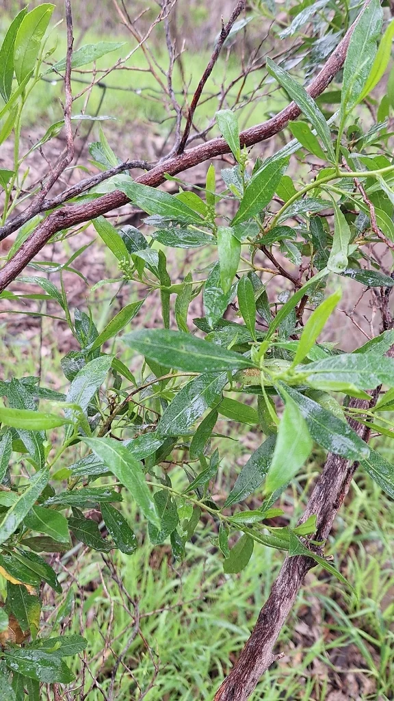Dodonaea Viscosa