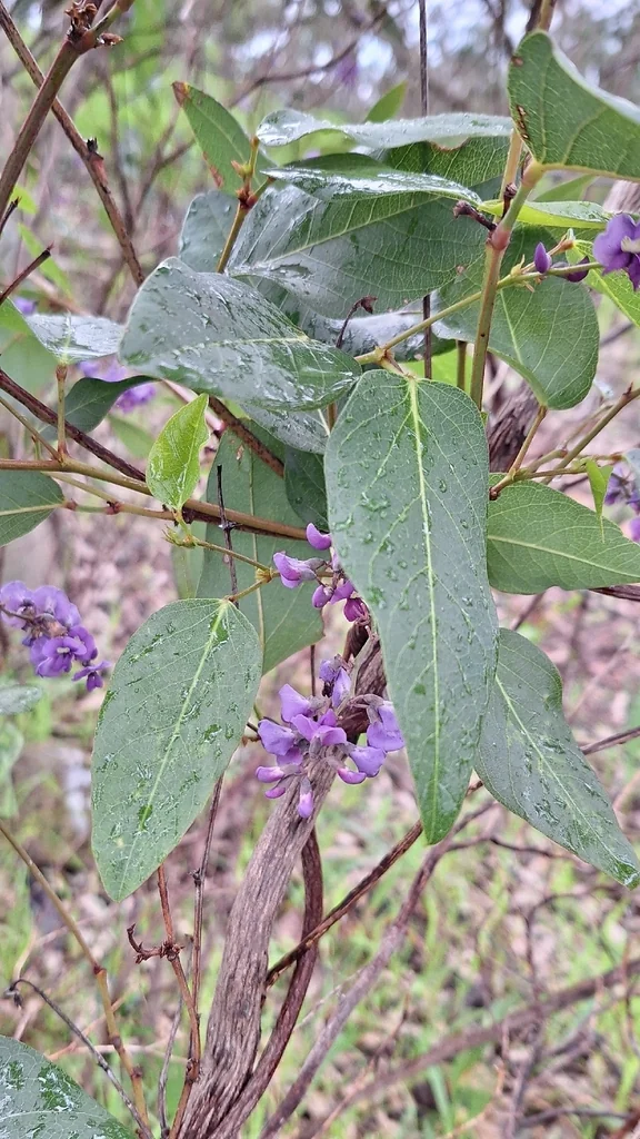 Hardenbergia Violacea