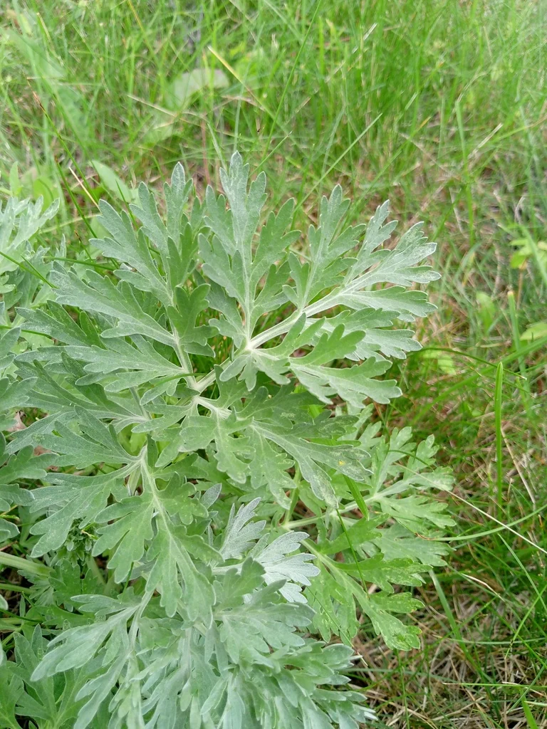Artemisia Absinthium
