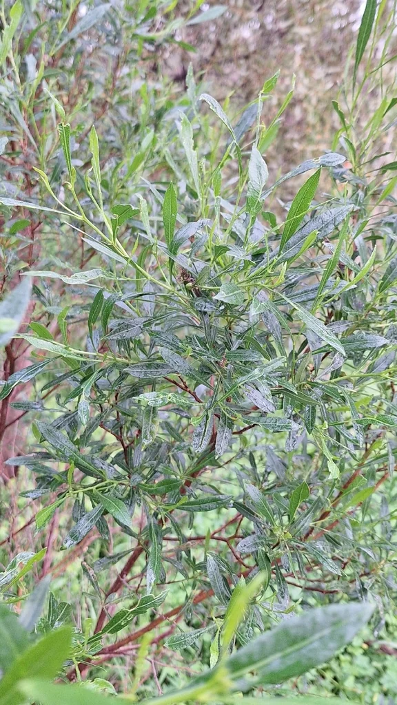 Dodonaea Viscosa