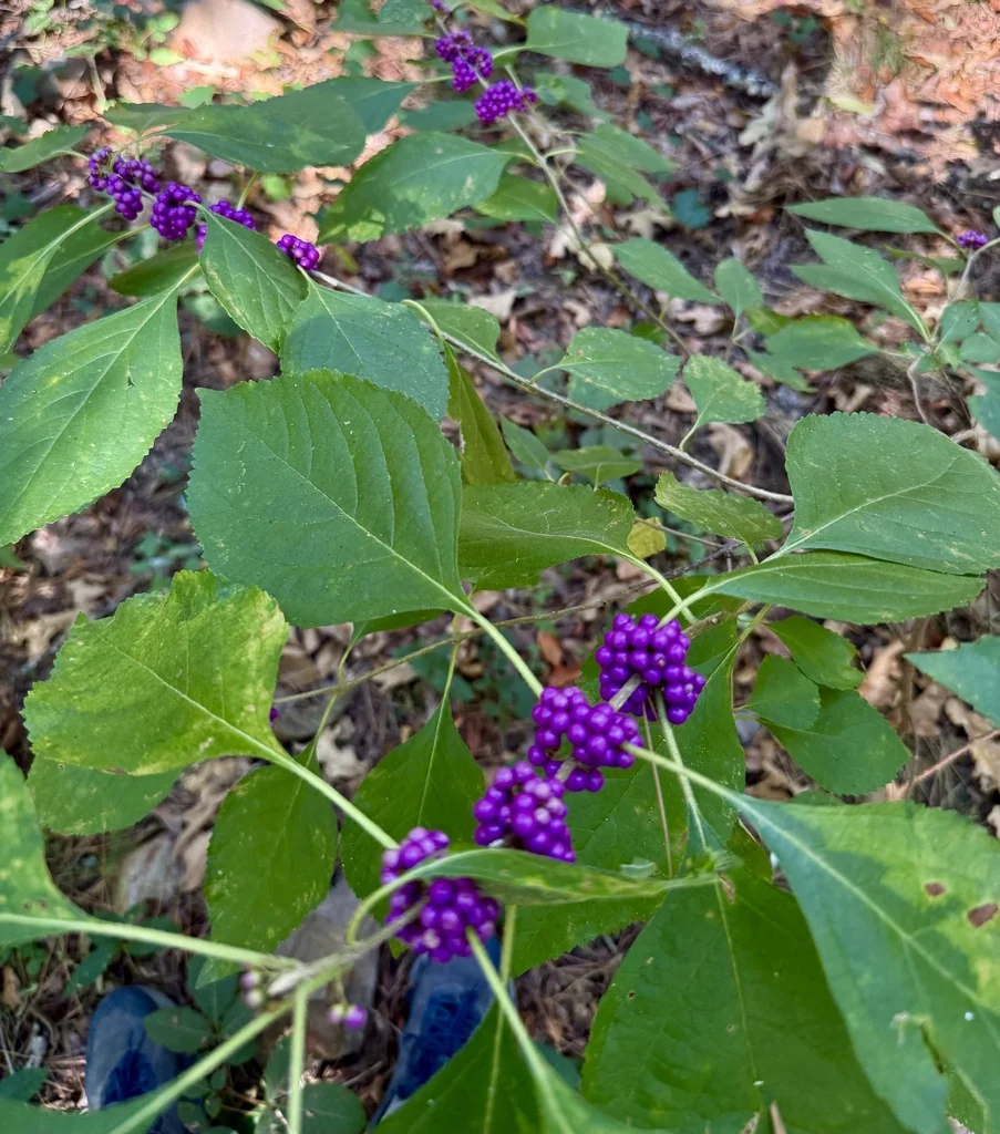 Callicarpa Americana