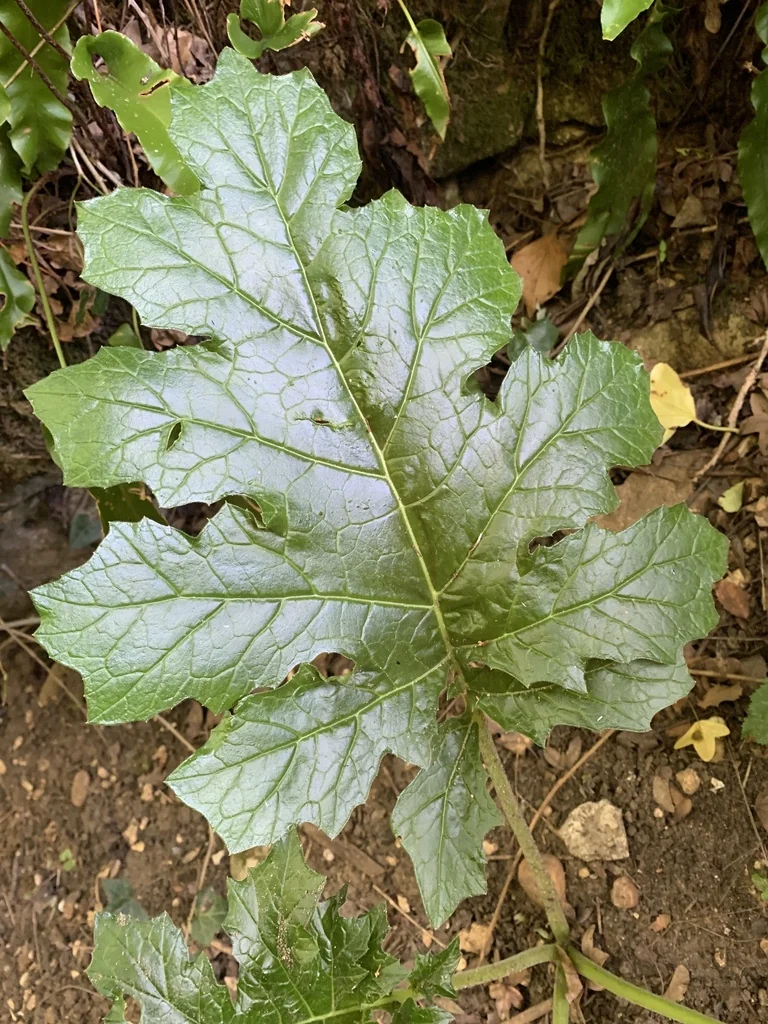 Acanthus Mollis