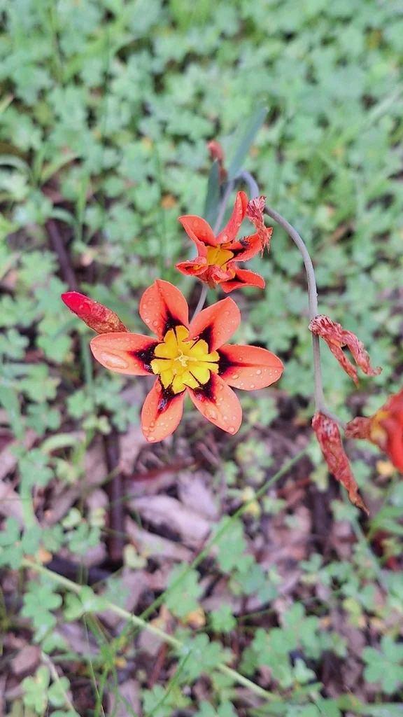 Sparaxis Tricolor