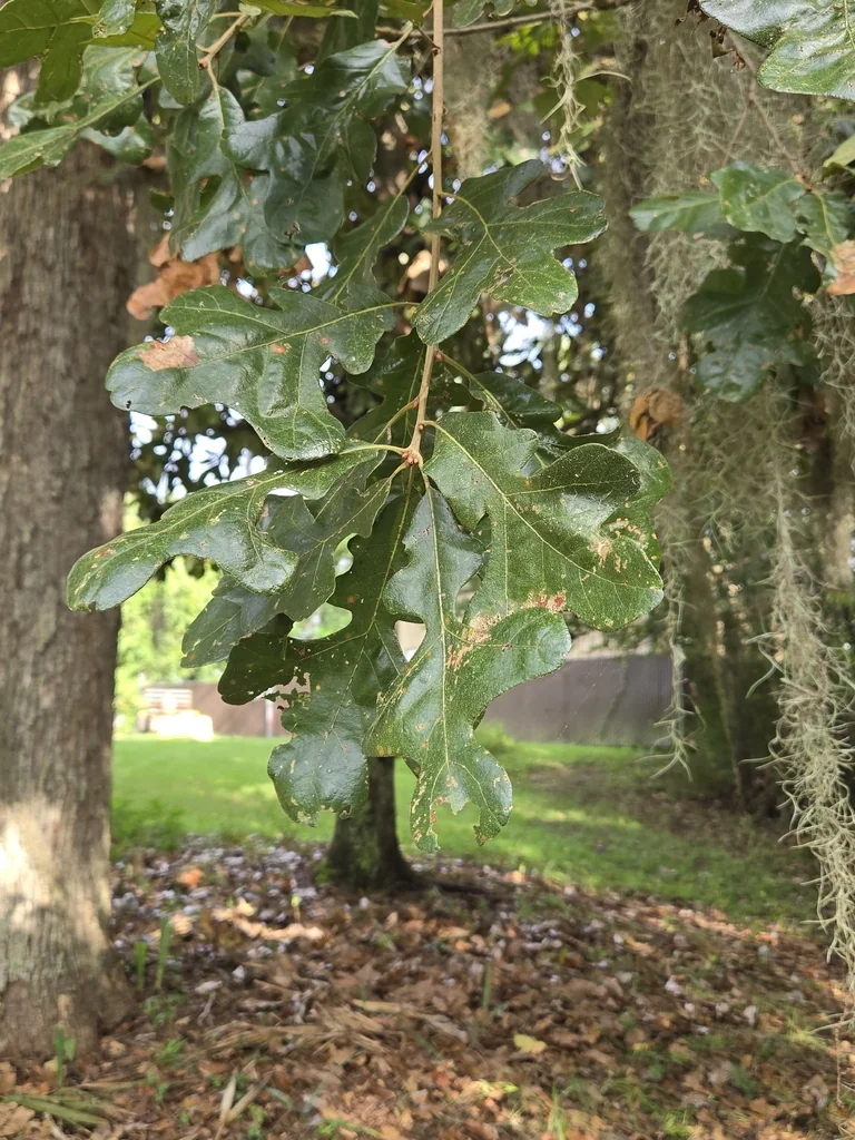 Quercus Stellata