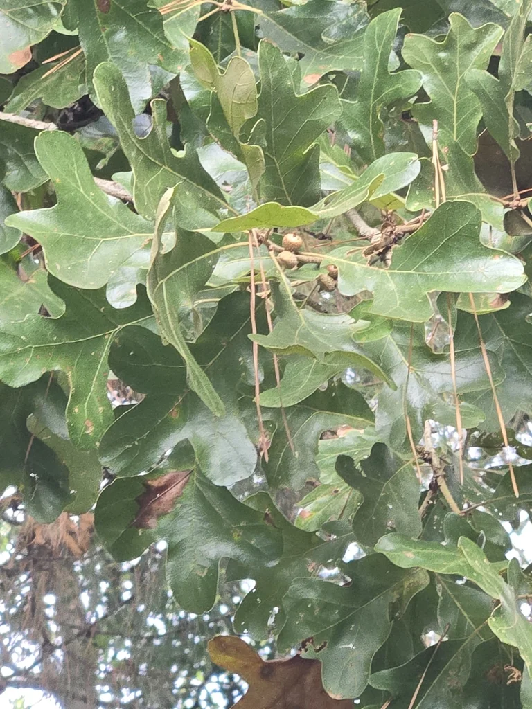 Quercus Stellata