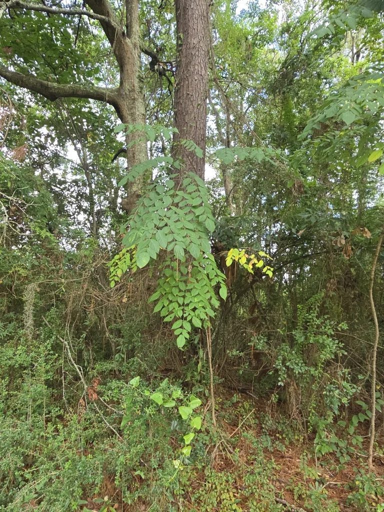 Aralia Spinosa