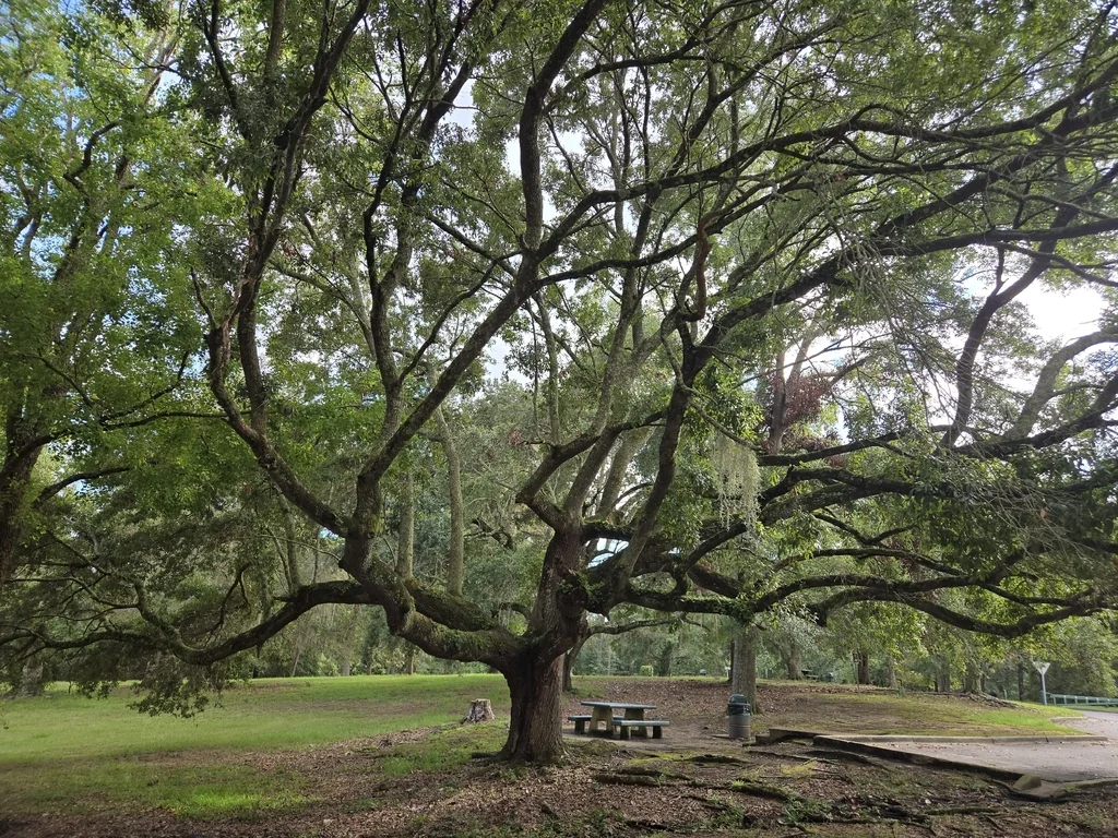 Quercus Virginiana