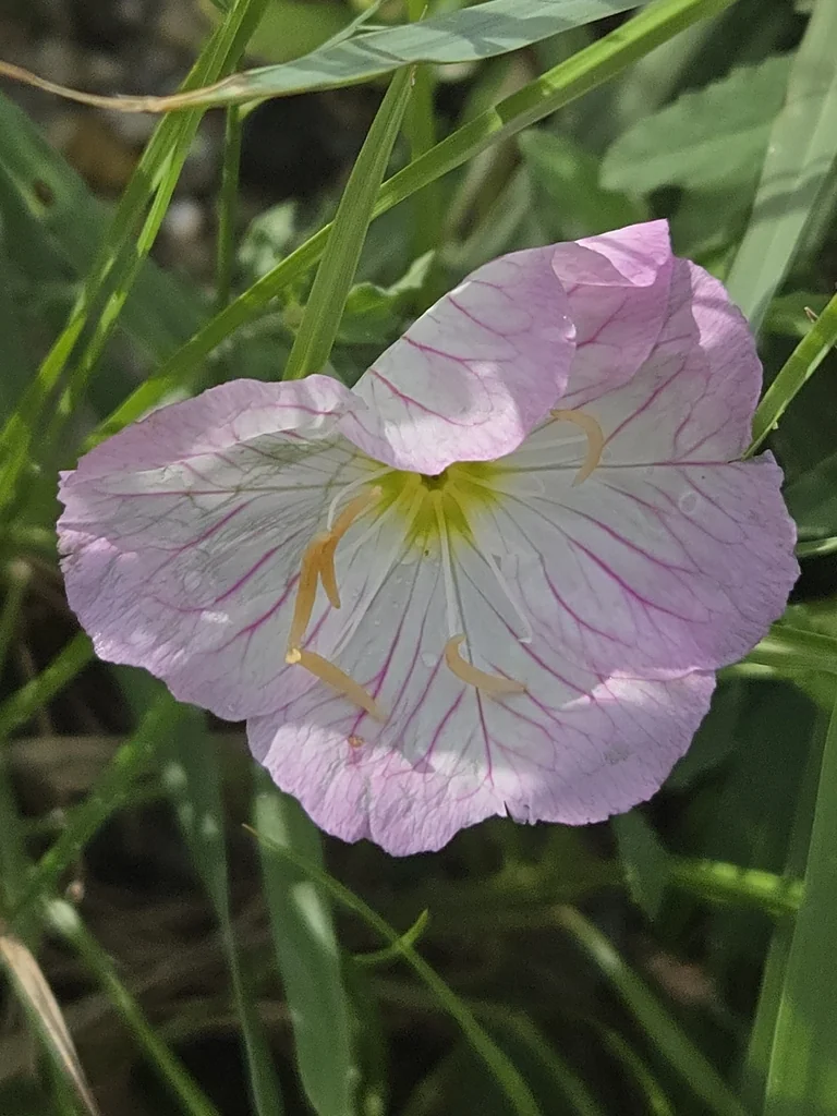 Oenothera Speciosa