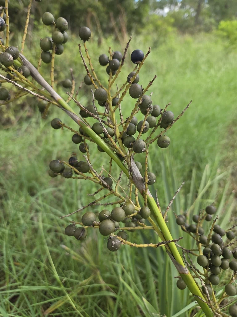 Sabal Minor