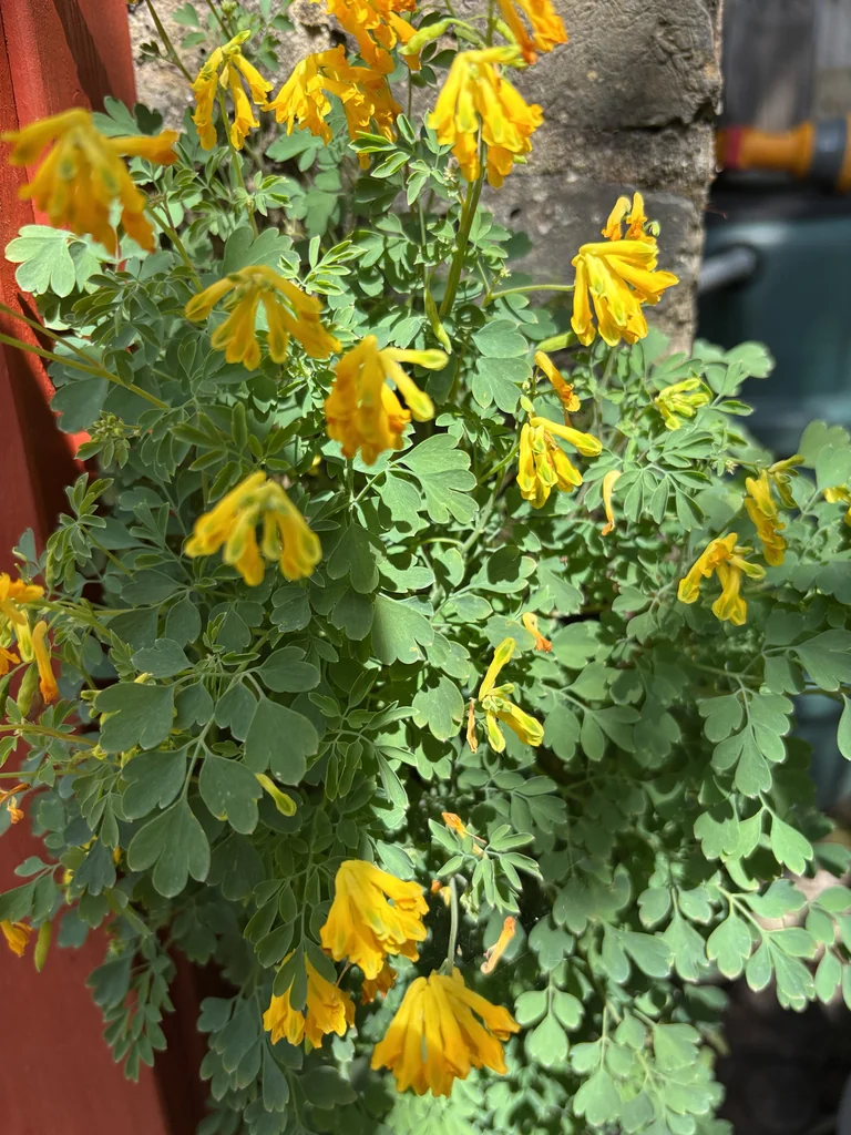 Corydalis Lutea