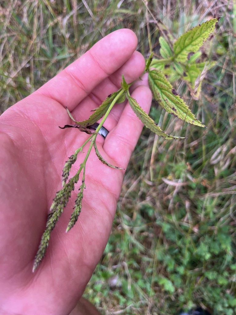 Verbena Hastata