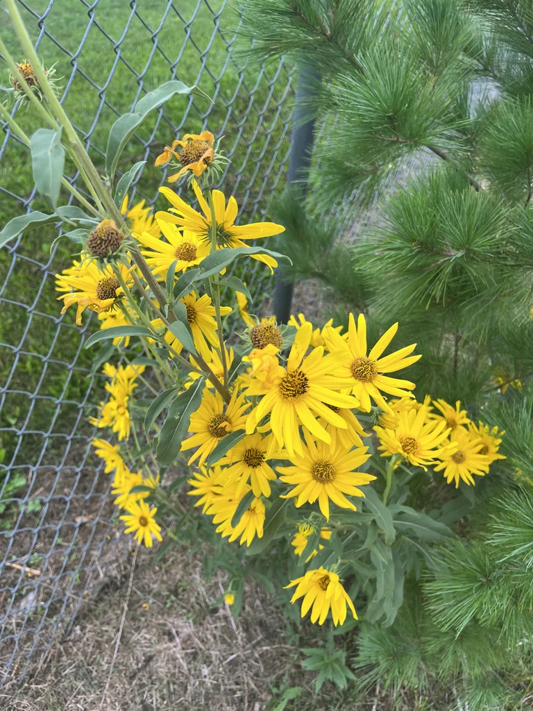 Helianthus Maximiliani