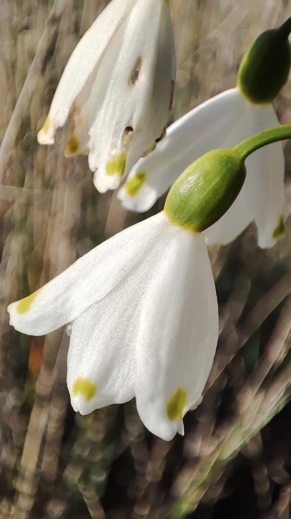 Leucojum Aestivum