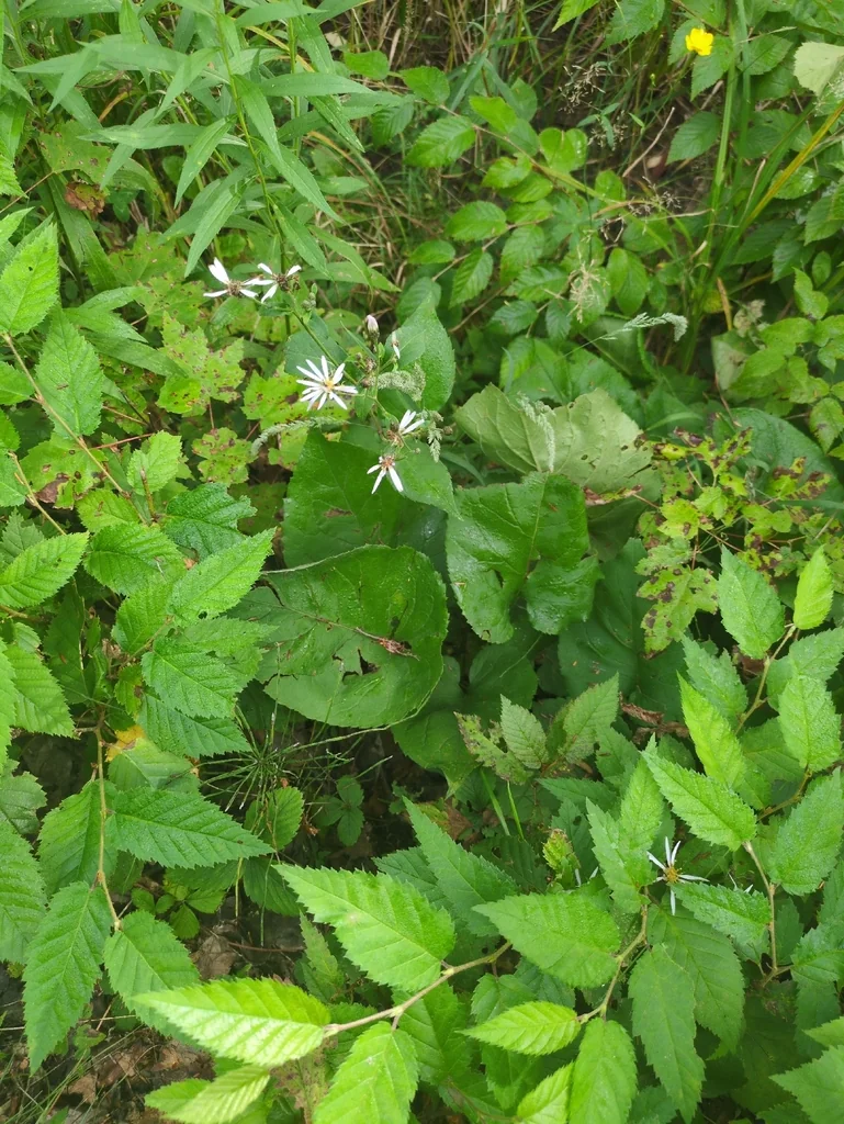 Aster Macrophyllus