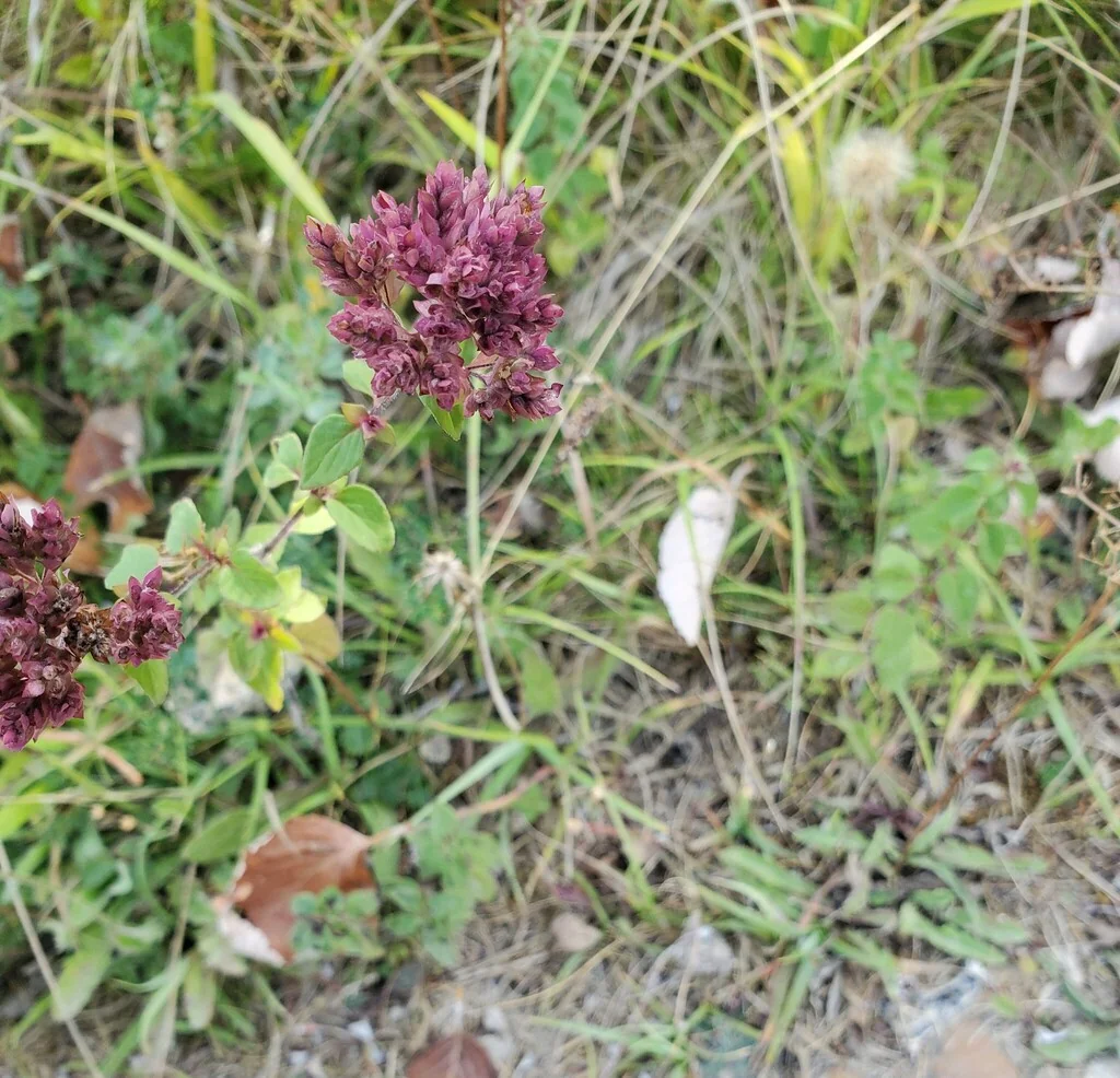 Origanum Vulgare