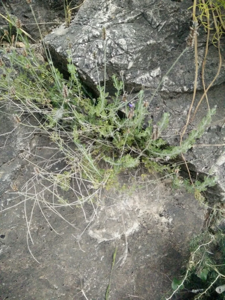 Lavandula Multifida