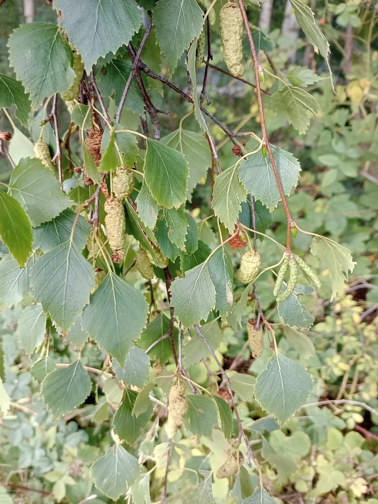 Betula Pendula