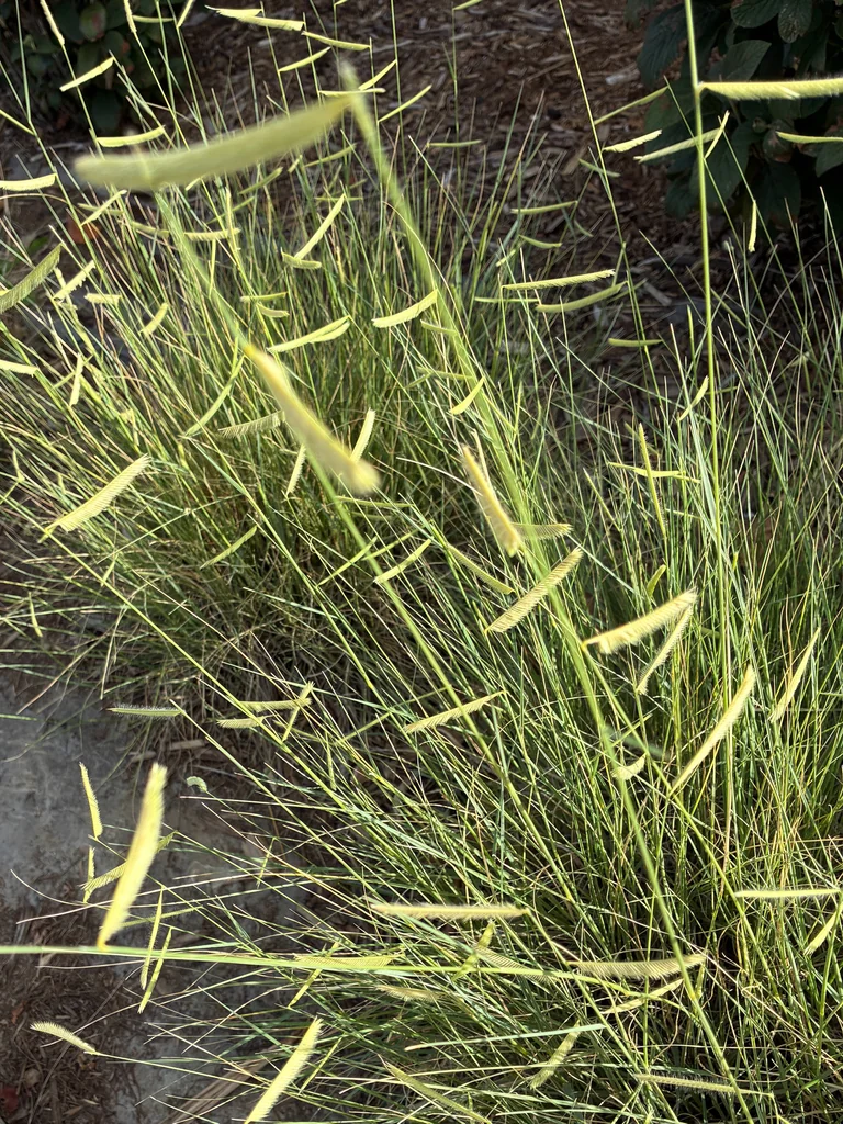 Bouteloua Gracilis