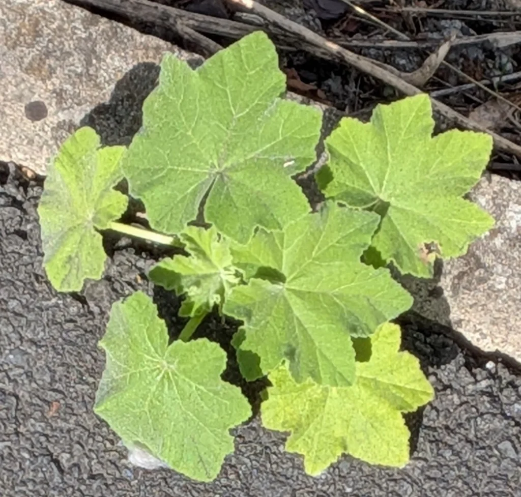 Lavatera Arborea