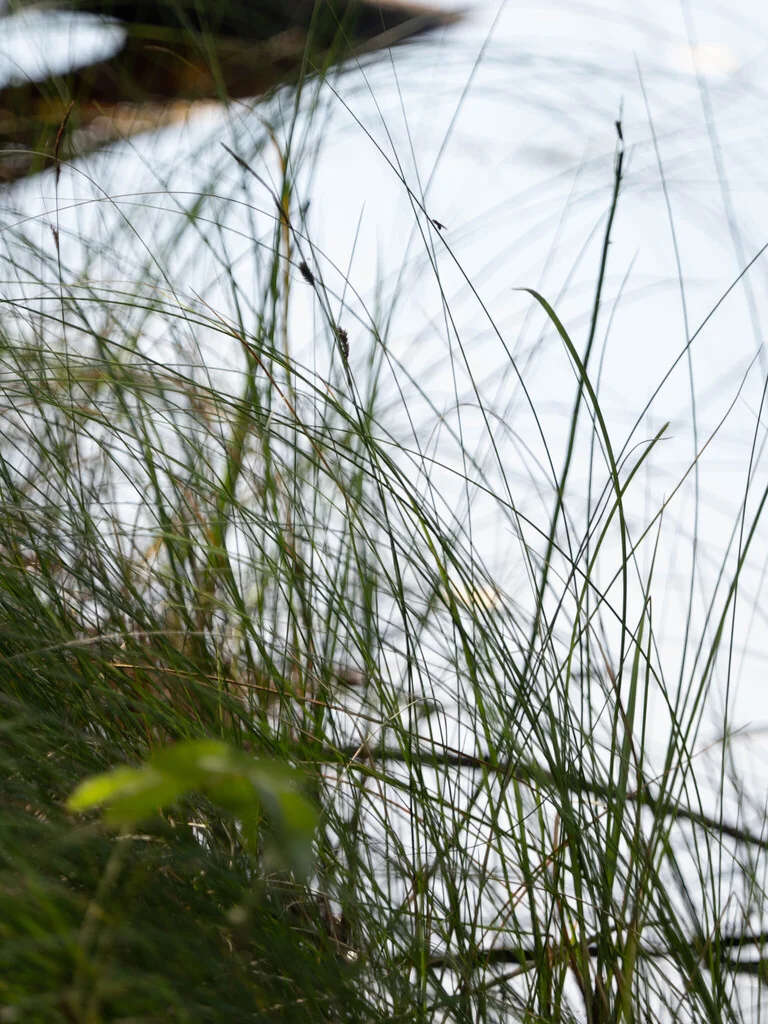 Carex Lasiocarpa