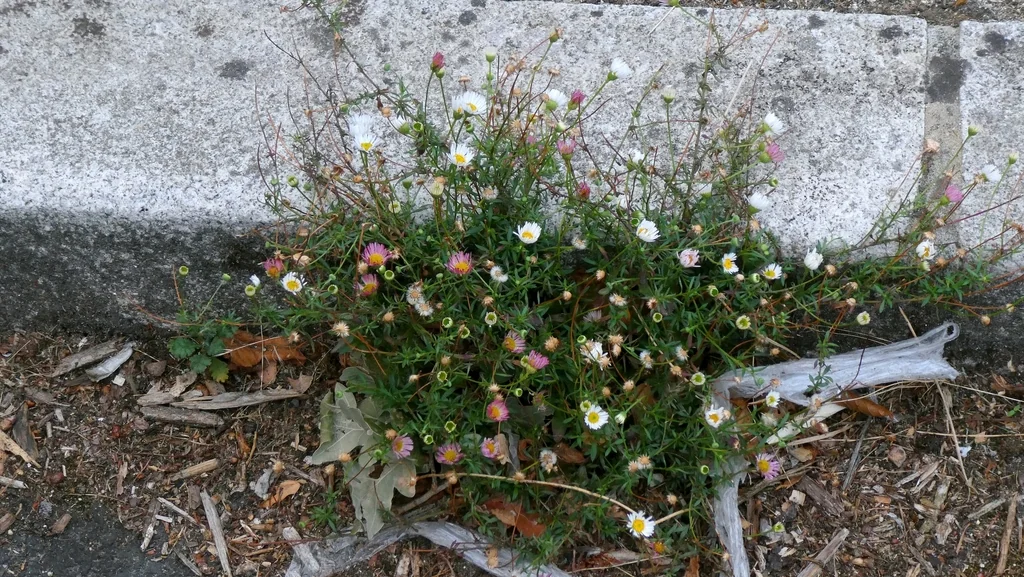 Erigeron Karvinskianus