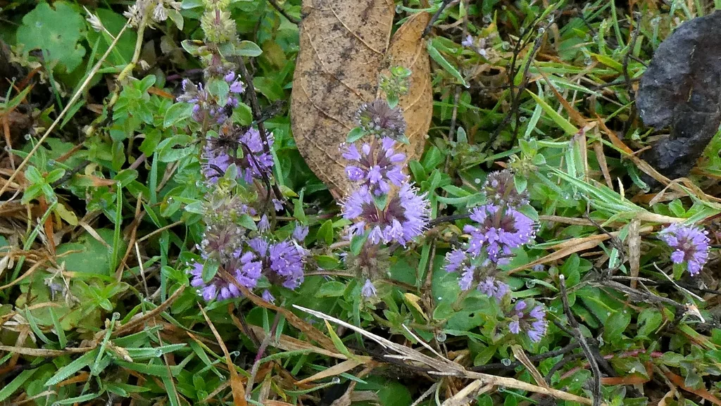 Mentha Pulegium