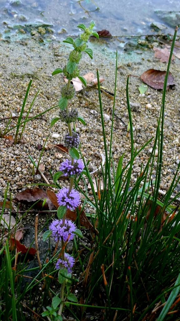 Mentha Pulegium