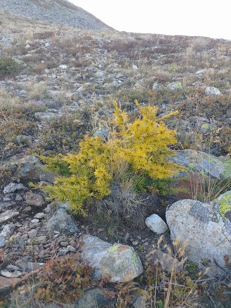 Larix Decidua