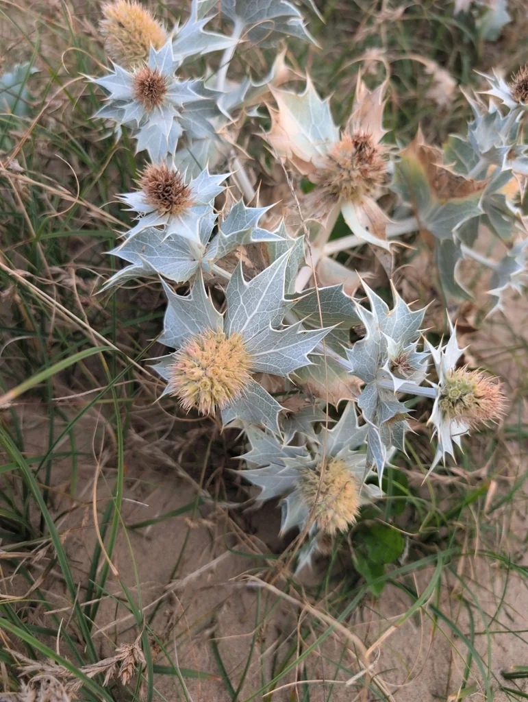 Eryngium Maritimum