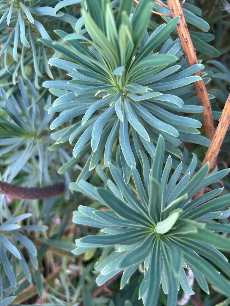 Euphorbia Characias