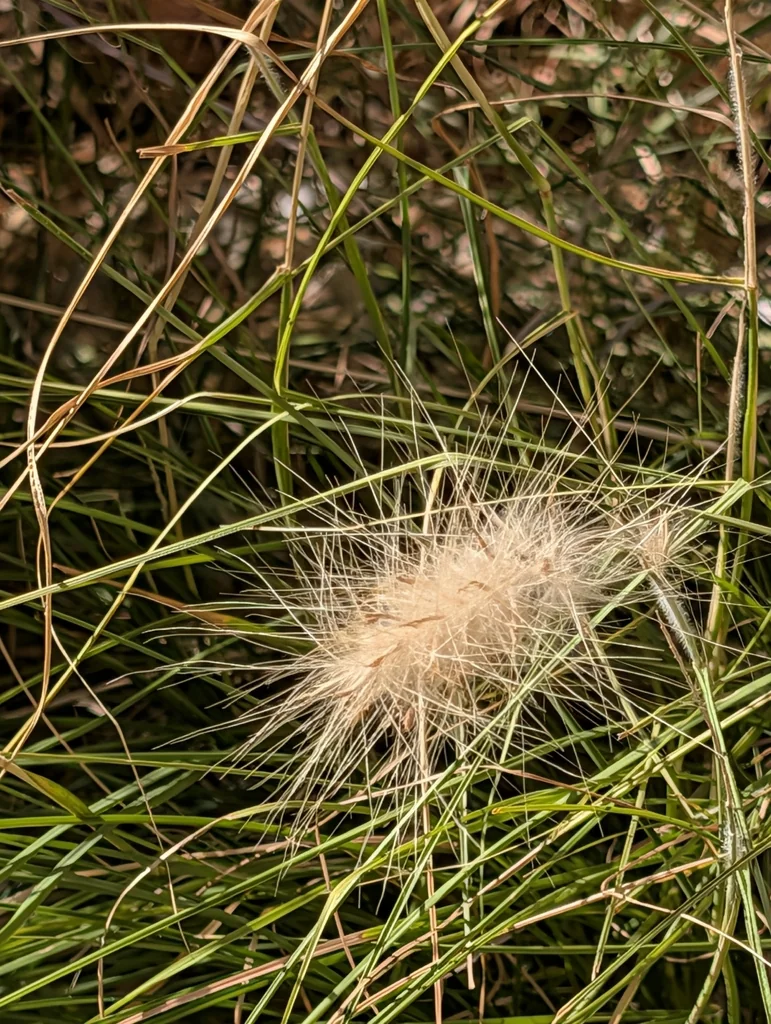 Pennisetum Villosum