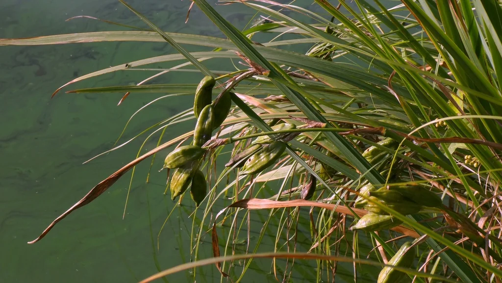 Iris Pseudacorus