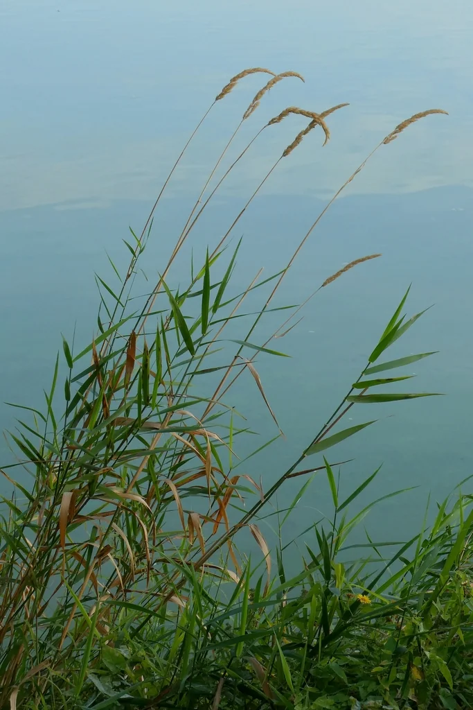 Phalaris Arundinacea Picta