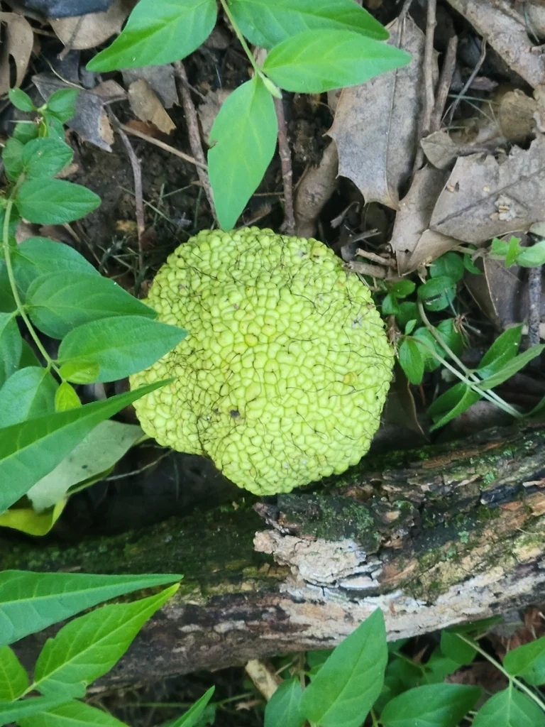 Maclura Pomifera