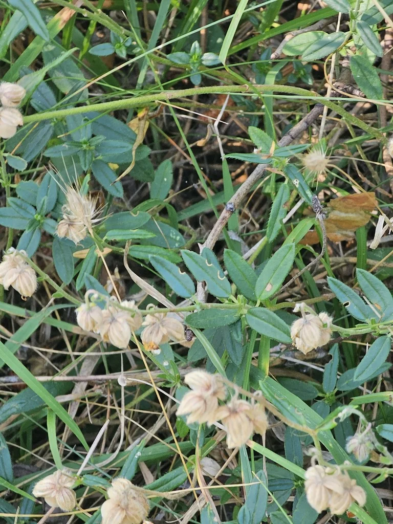 Helianthemum Nummularium