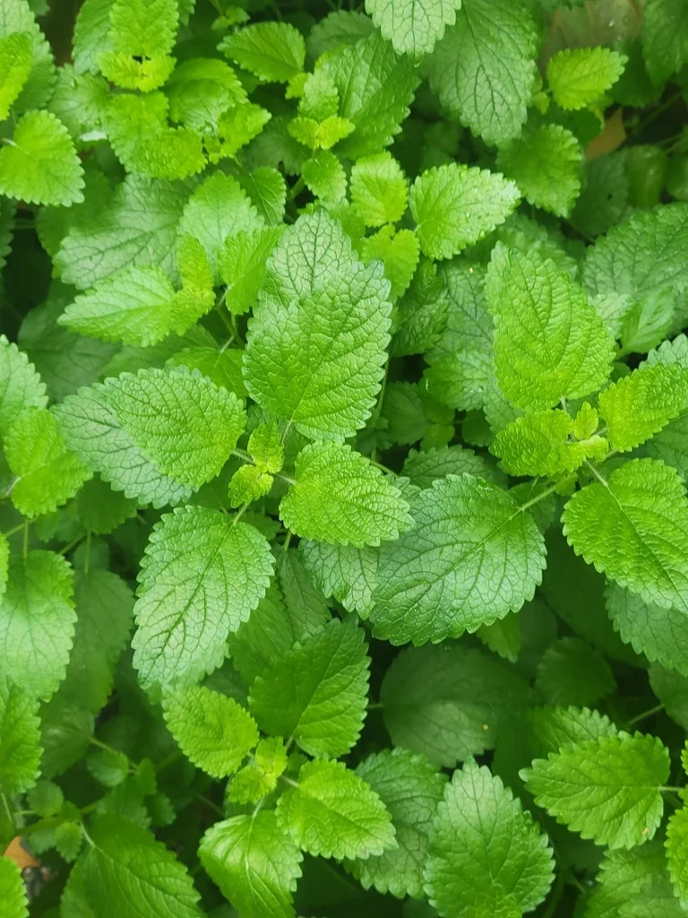 Melissa Officinalis