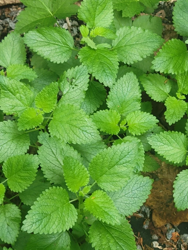 Melissa Officinalis