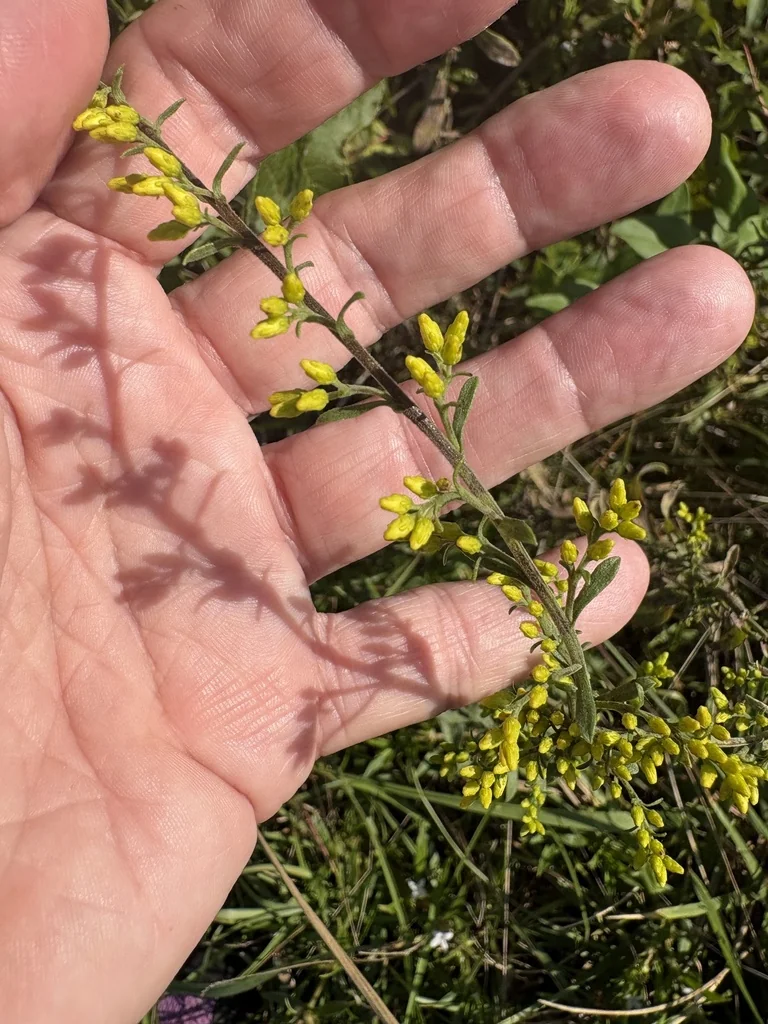 Solidago Nemoralis