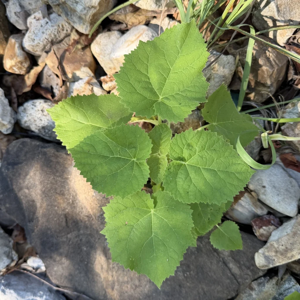 Paulownia Tomentosa