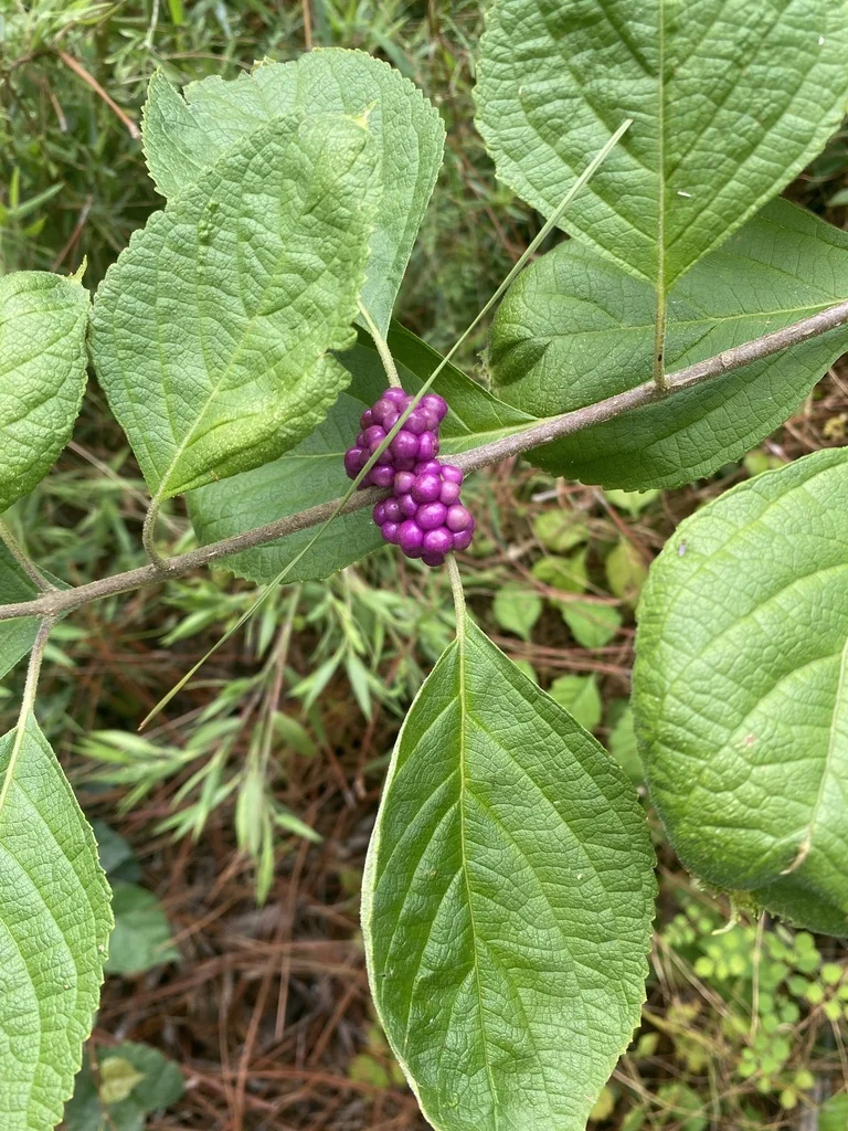Callicarpa Americana