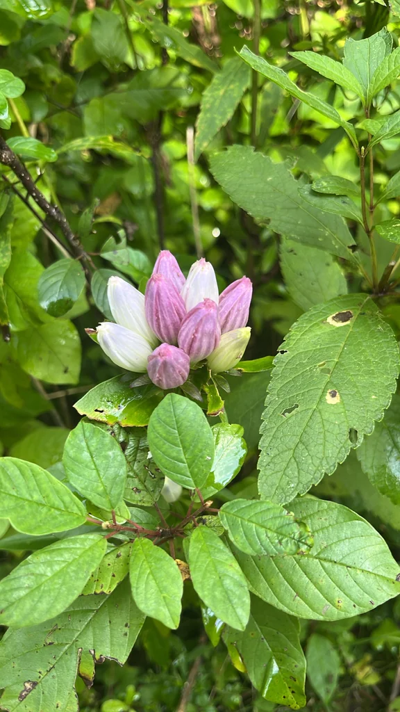 Gentiana Andrewsii