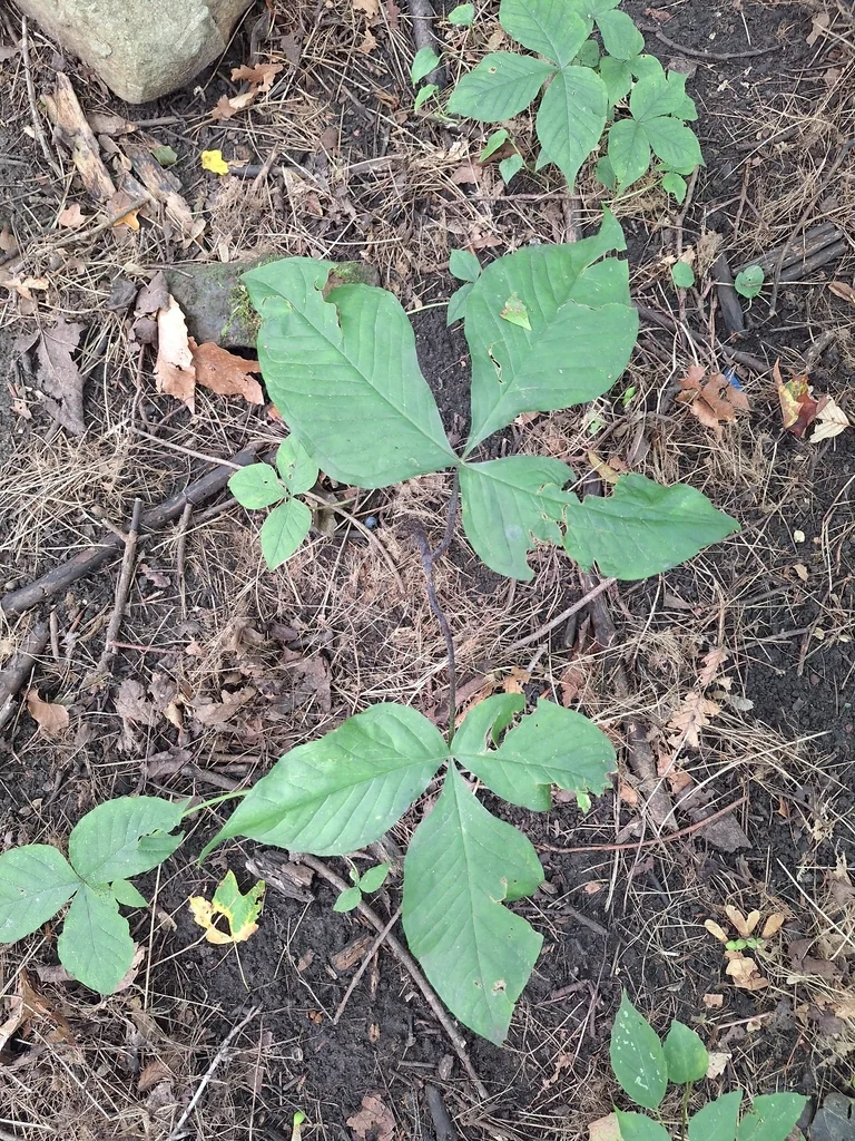 Arisaema Triphyllum
