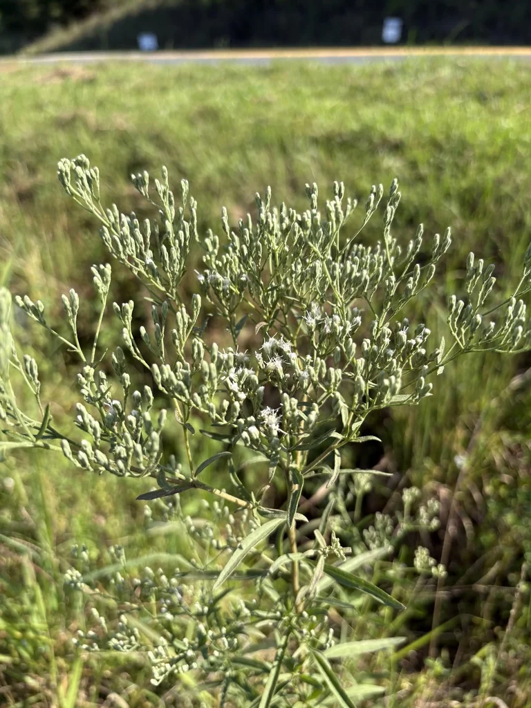 Eupatorium Hyssopifolium