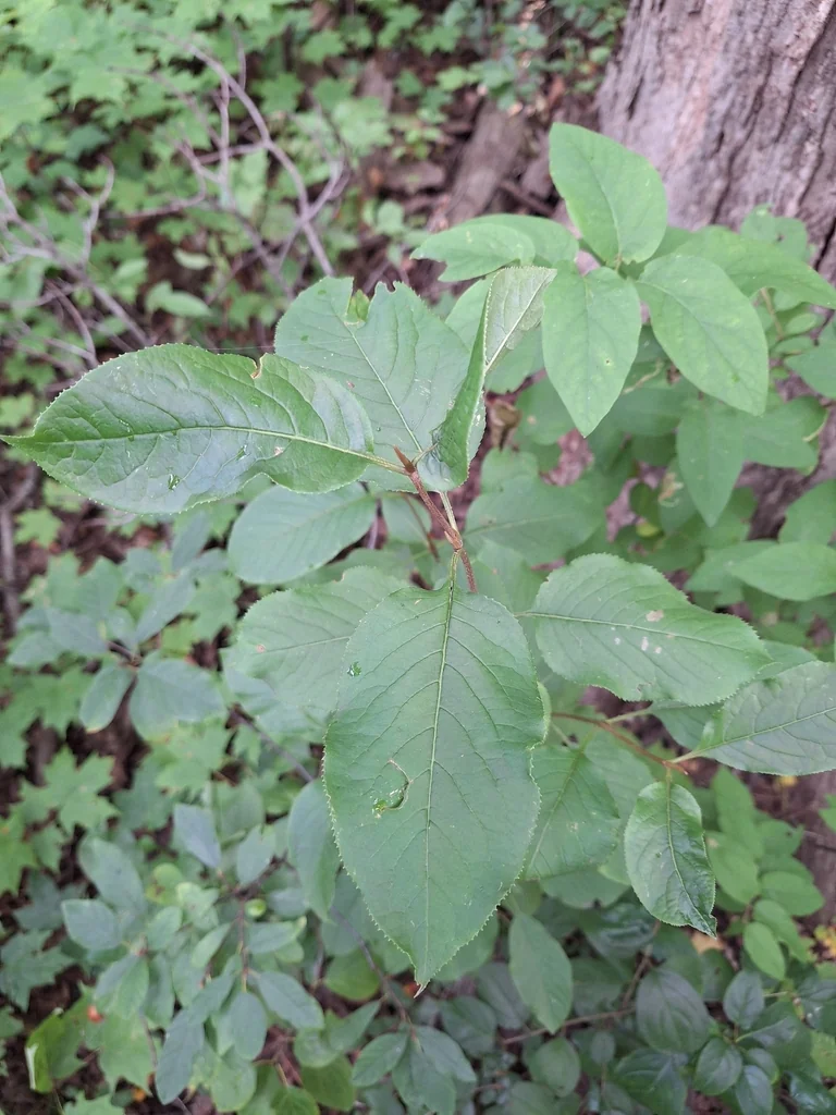 Viburnum Lentago